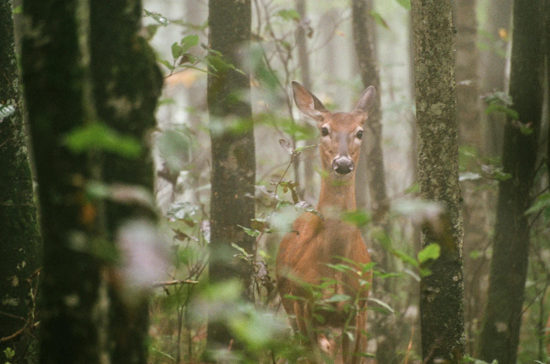 White-tail doe in the misty forest at Elk Knob State Park. (Image captured using a Nikon F100 and 70-300mm VR on Fuji Superia 400 35mm film)