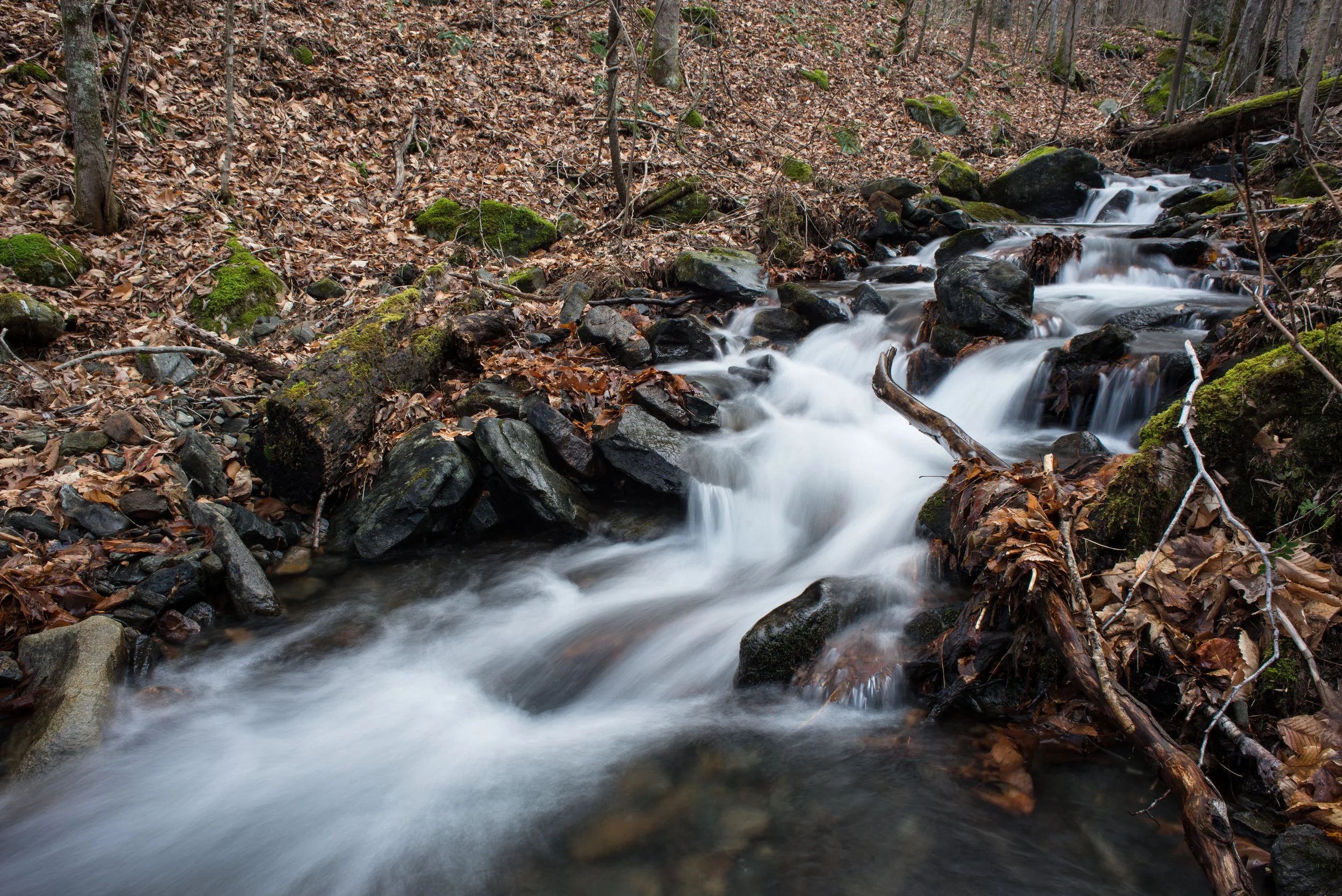 The head waters of the New River, Elk Knob State Park's Backcountry Trail.