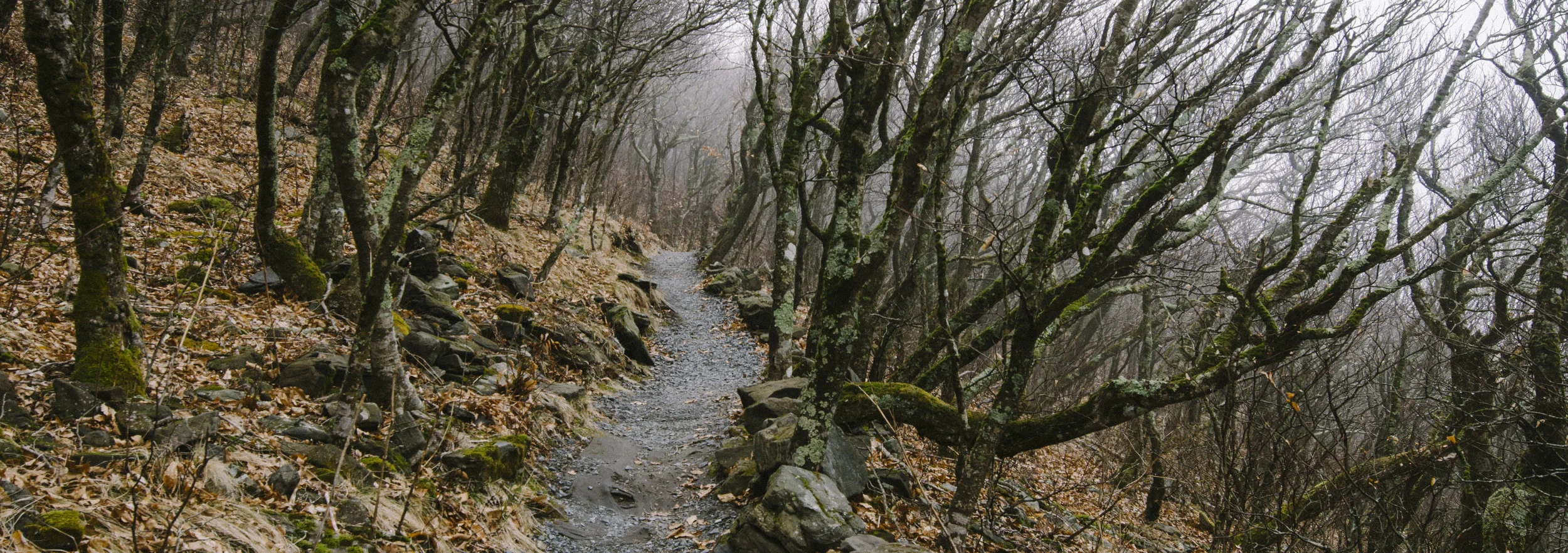Near the summit of Elk Knob, the trees become scraggly and twisted as the trail narrows at 5,500 feet.