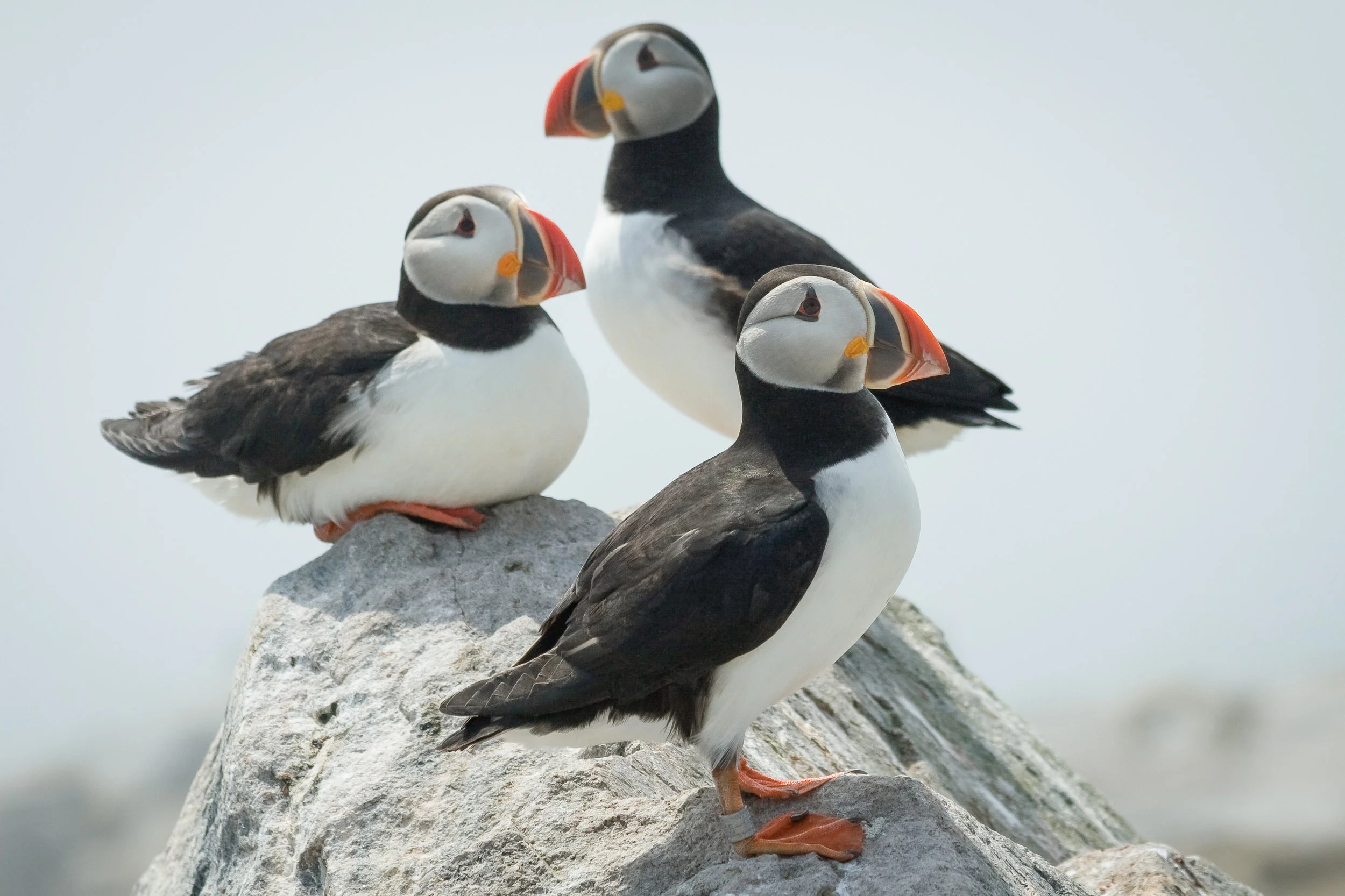 Many Puffins are tagged for research purposes in order to help protect this dwindling species.
