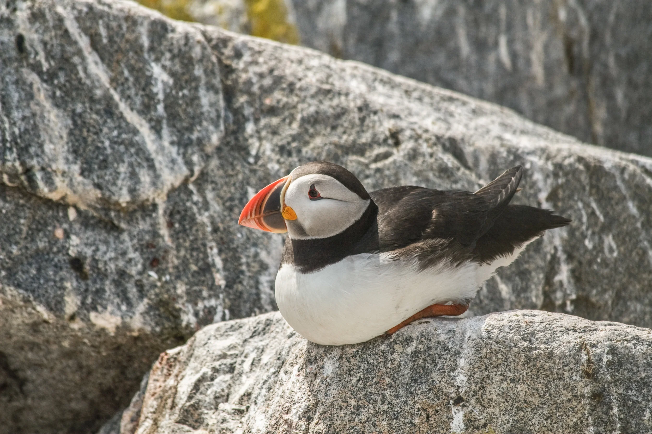 Atlantic Puffin on the rocky shore on Machias Seal Island.