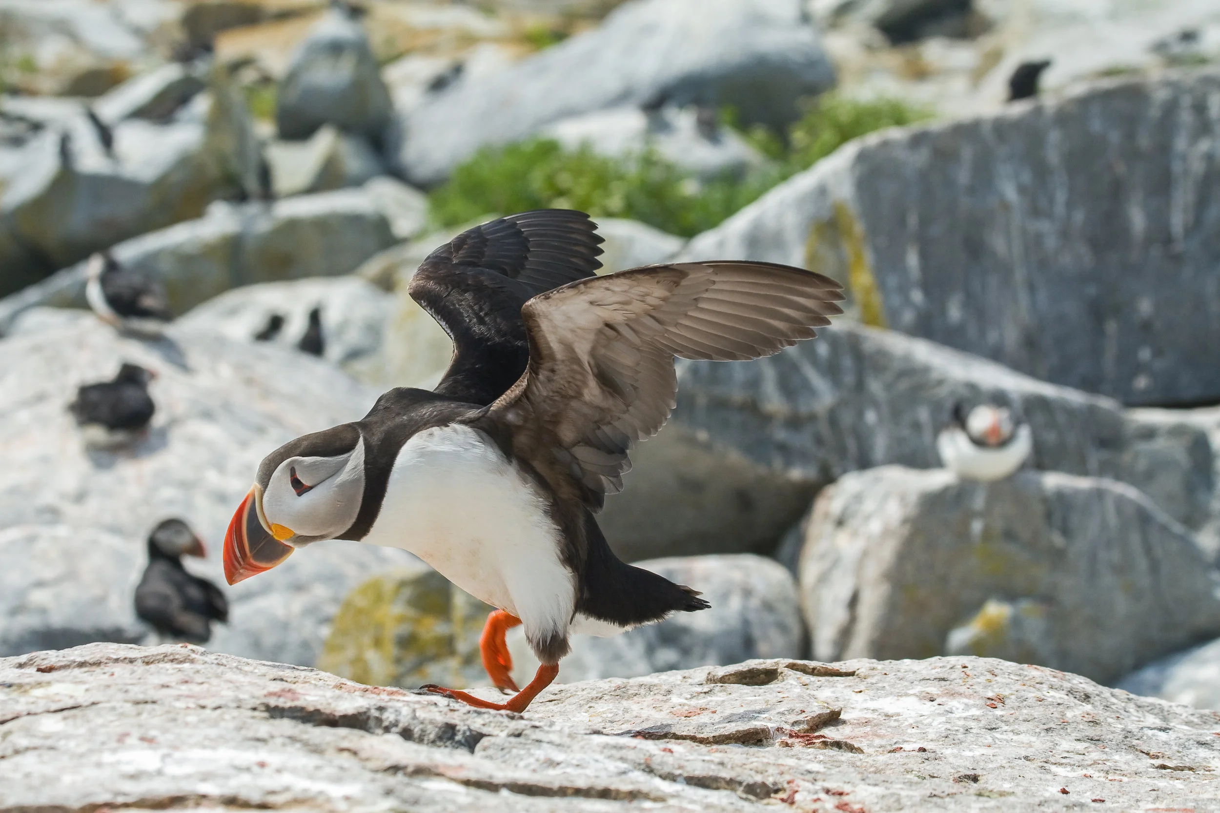 Puffin Taking Flight