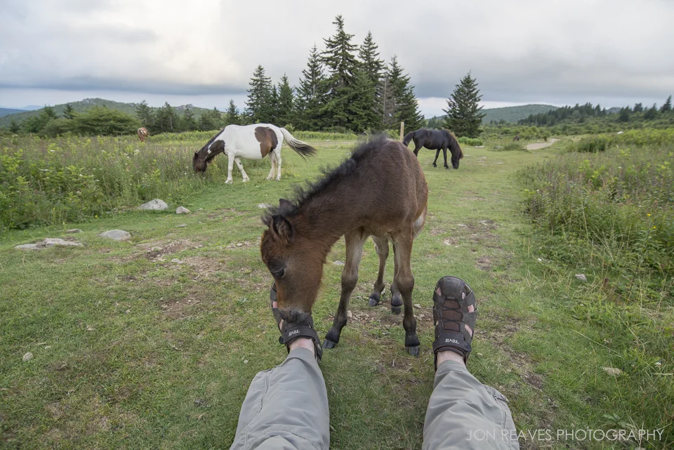 A few-week-old foal noodles on my shoe straps, Grayson Highlands State Park.