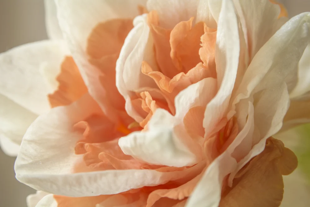 Double Daffodil (Nikon D7100, Nikon 28-105mm AF-D, macro switched on, 105mm, f9, 0.4 sec, ISO 100, tripod)