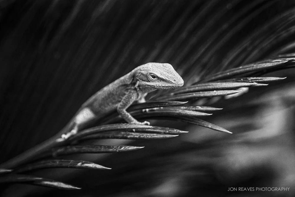 Carolina Anole (Nikon D600, Nikon 28-105mm AF-D, macro switch on, 105mm, f6.3, 1/320 sec, ISO 1000, hand held)