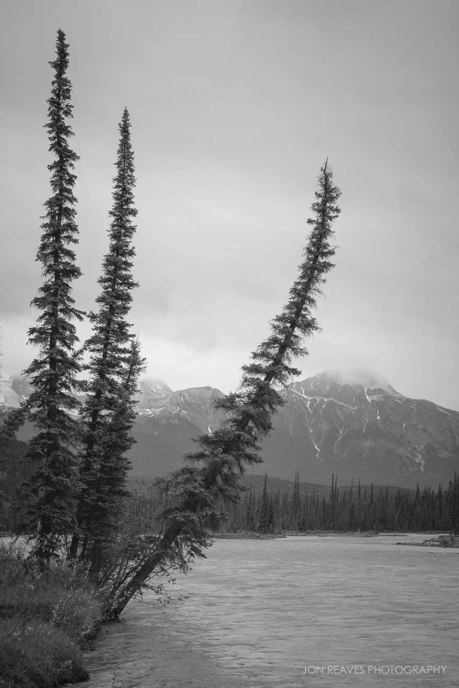 Leaning Spruce, Athabasca River, and Pyramid Mountain, Jasper National Park, Alberta, Canada