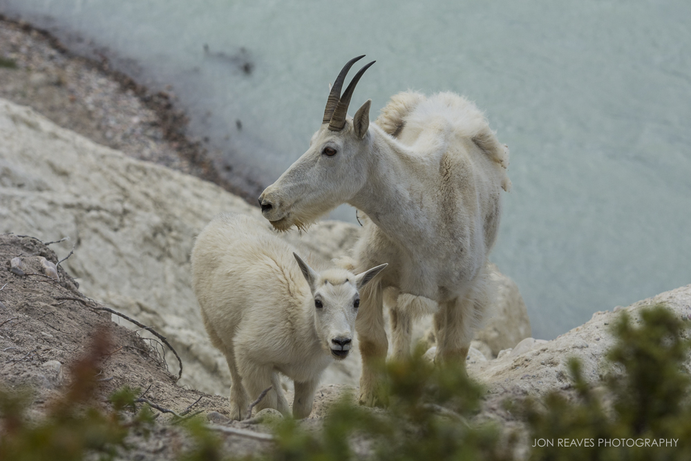 Mountain Goat nanny and Kid, Jasper National Park