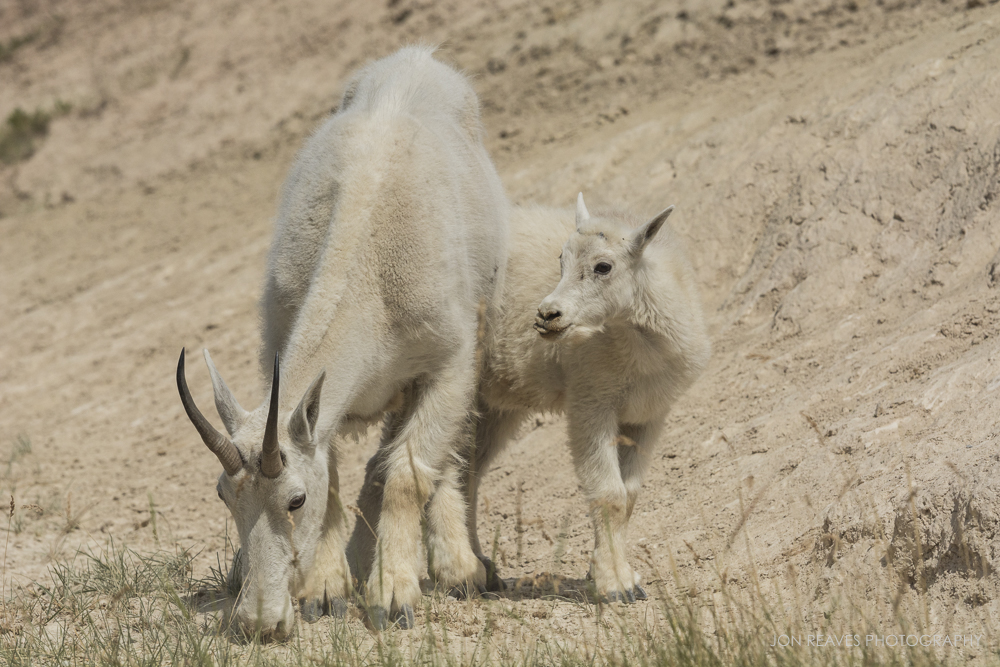 Mountain Goat Nanny and Kid, Jasper National Park
