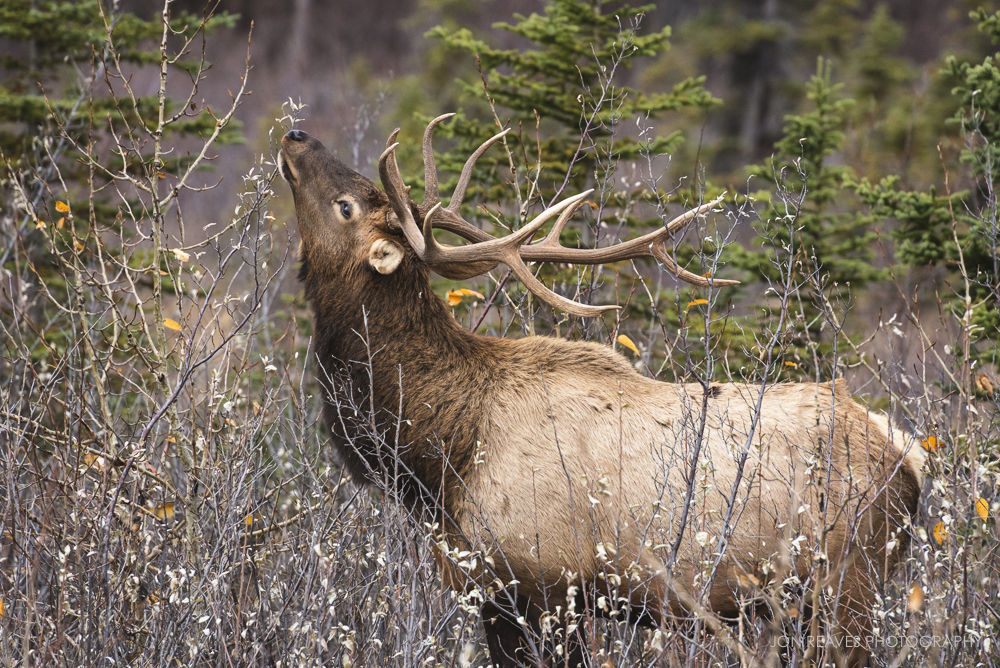 Elk in Willows, Jasper NP