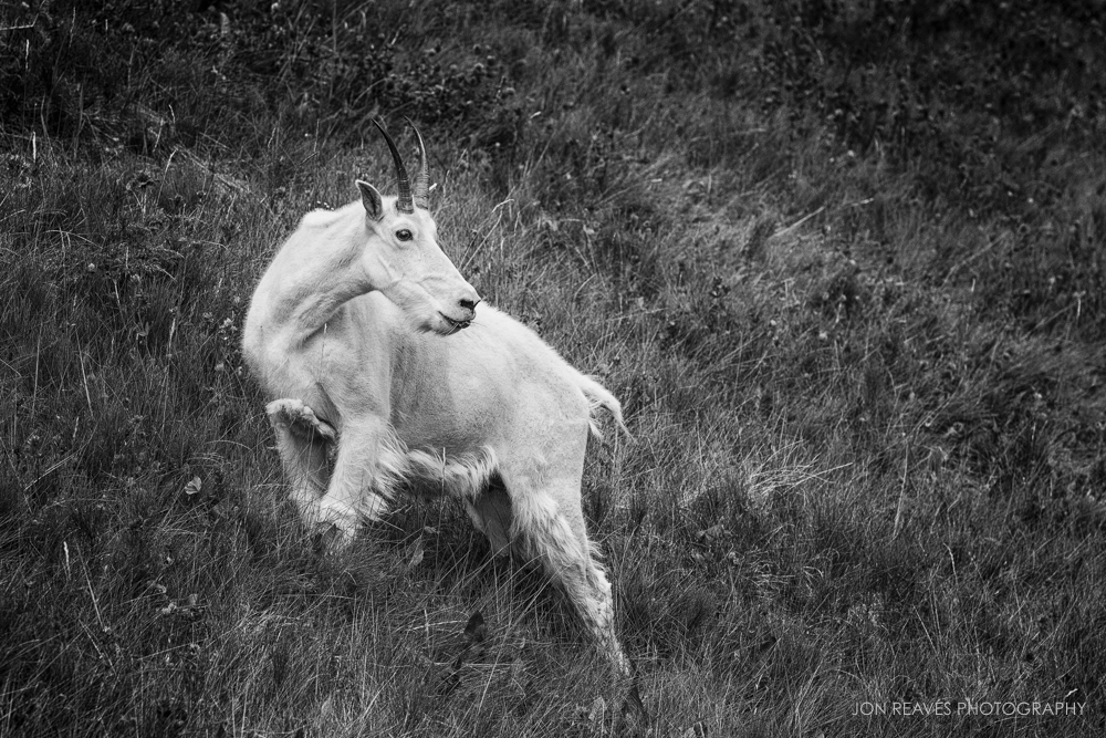 Mountain Goat B&W, Jasper NP