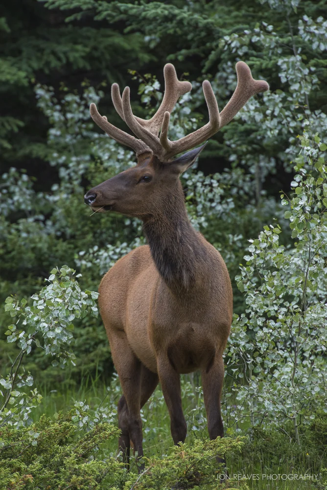 Elk with velvet antlers, Jasper National Park, Alberta, Canada
