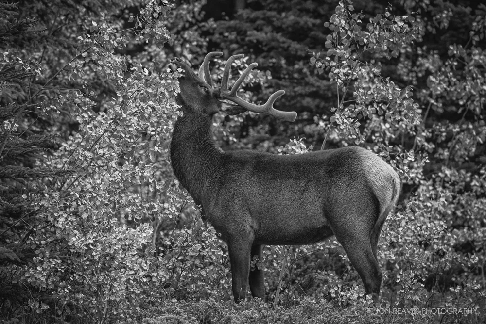 Elk Black & White, Jasper National Park, Alberta, Canada