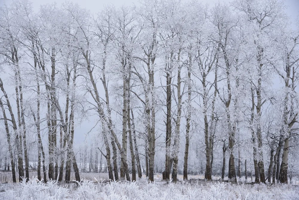 Hoar Frost covers tree branches on the boreal plain (Nikon D750, 24-120mm f4 VR)