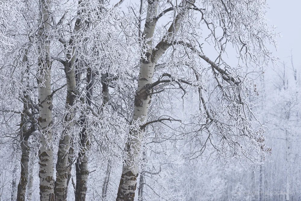 Hoar Frost covers tree branches on the boreal plain (Nikon D750, 200-500mm f 5.6 VR)