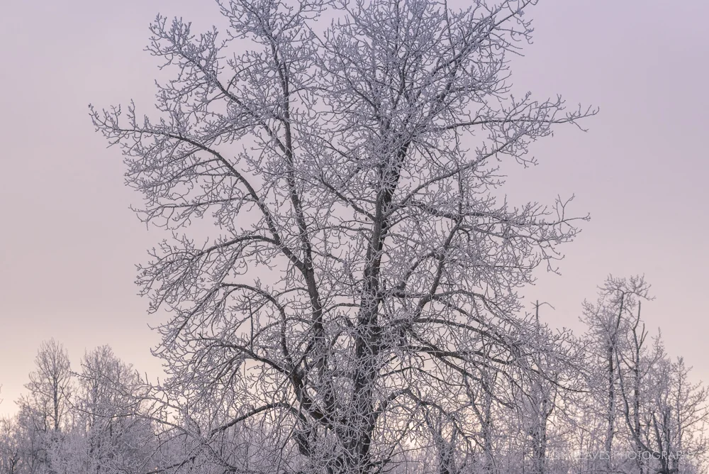 Hoar frost, Elk Island National Park (Nikon D750, 200-500mm VR - 200mm, ISO 500, f8, 1/800 sec)