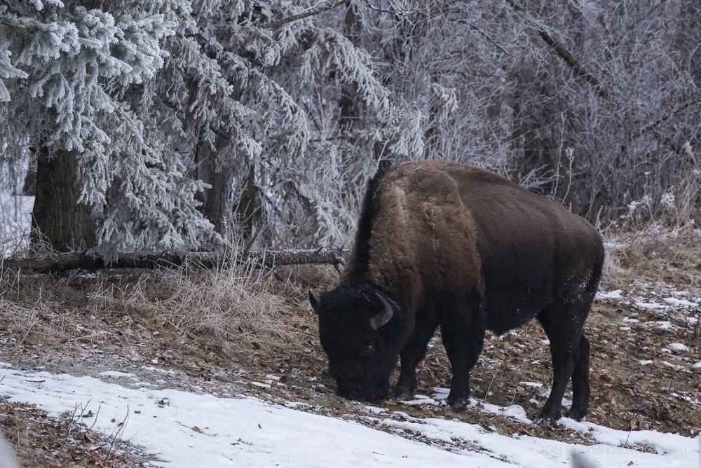 Bison grazing near Astotin Lake, Elk Island National Park (Nikon D750, 200-500mm VR - 310mm, ISO 1400, f7.1, 1/640 sec)