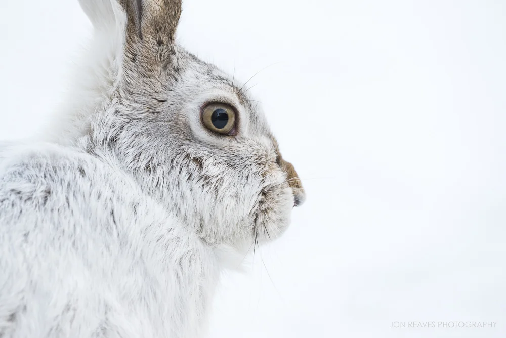 White-tail Jackrabbit in winter, Edmonton, Alberta (Nikon D750, 200-500mm VR - 500mm, ISO 800, f7.1, 1/320 sec)