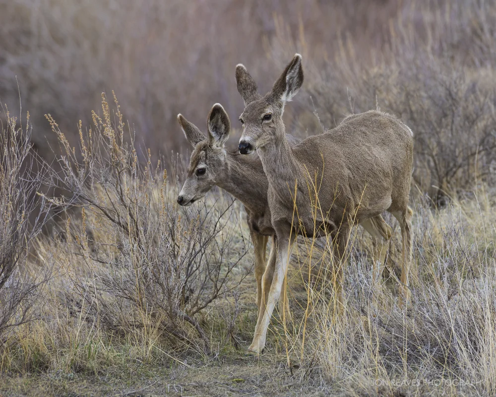 Mule Deer, Dinosaur Provincial Park