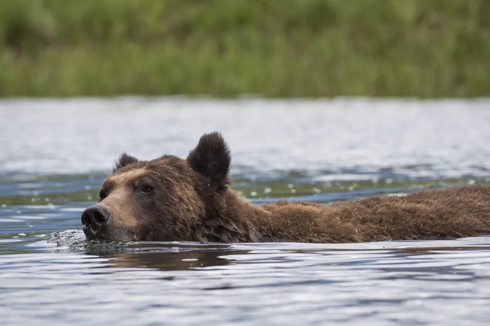 Grizzly swimming in the Khutzeymateen Estuary, Khutzeymateen Provincial Park, British Columbia