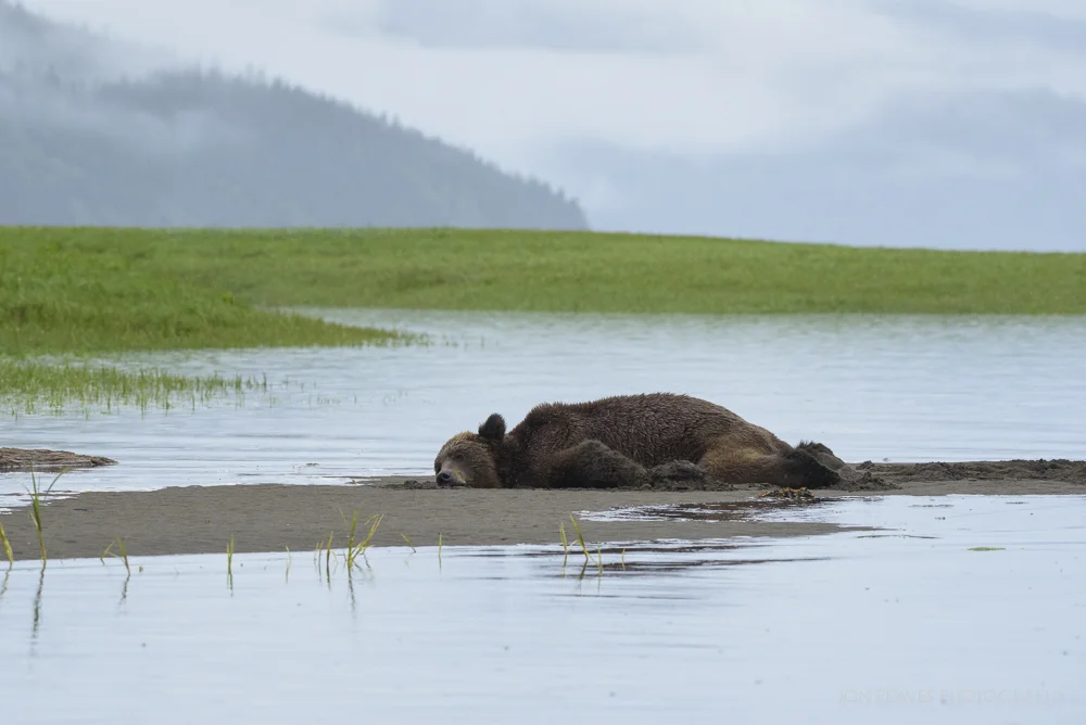 A particularly animated bear named "Junior" refuses to give up his spot on the beach as the tide closes in, Khutzeymateen Provincial Park, British Columbia