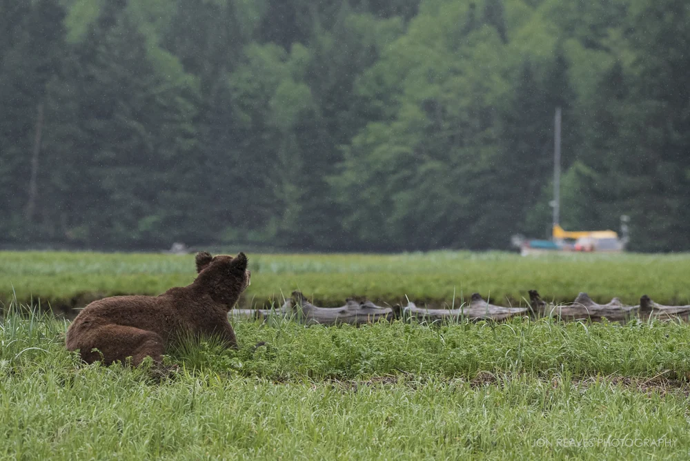 A grizzly looks across the rainy inlet in the direction of the Sunchaser, Khutzeymateen Provincial Park, British Columbia. 