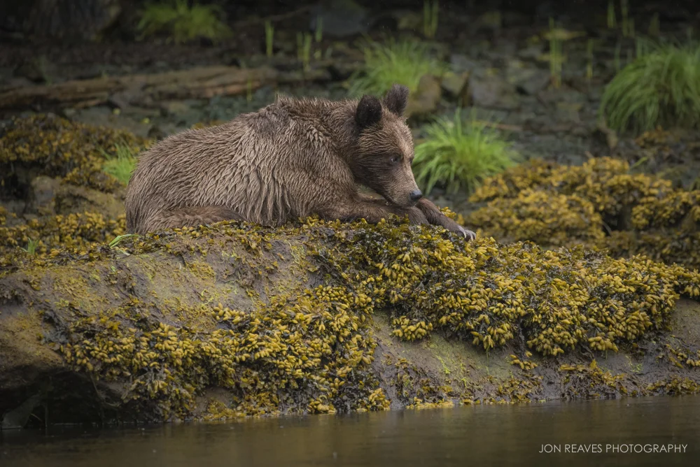 A young grizzly rests on the banks of the Khutzeymateen Inlet at low tide, British Columbia. (Nikon D750, Nikkor 200-500mm f5.6 VR, 500mm, f.6.3, 1/800 sec, ISO 2500)