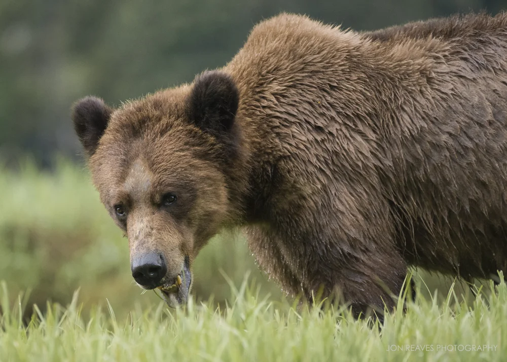 The guide is required to keep the boat a minimum distance from the bears. Some bears are more tolerant of human presence than others. This particular bear didn't mind us hanging out for a while at the minimum distance, Khutzeymateen Inlet, British Columbia. (Nikon D750, Nikon 200-500mm f5.6 VR, 500mm, f6.3, 1/800 sec, ISO 4000)