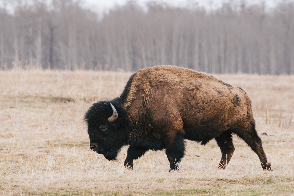 Bison in early spring, Elk Island National Park, Canada