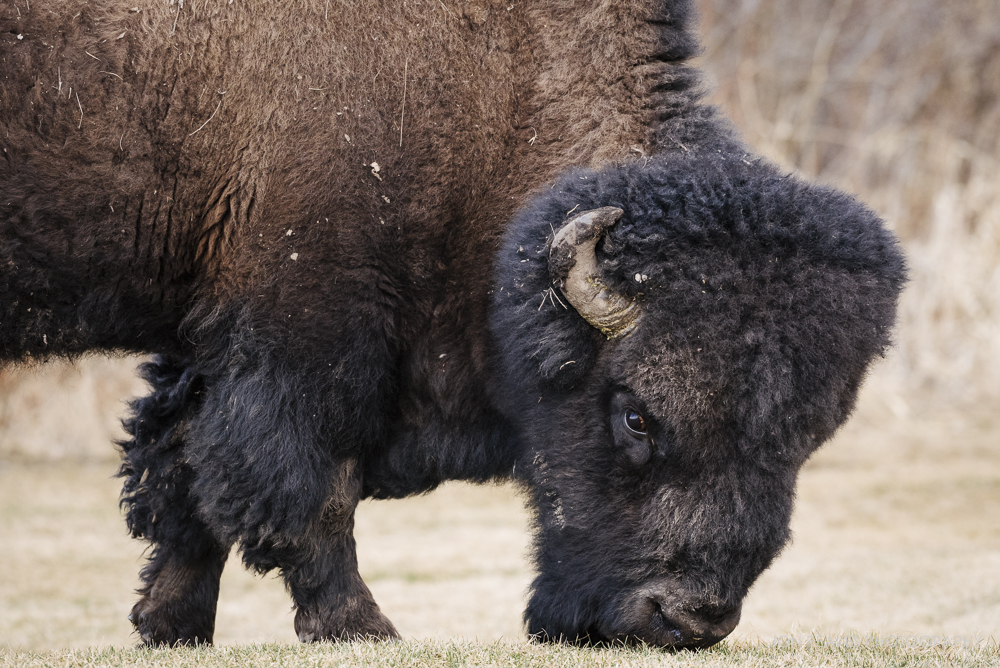 Bison grazing on the first sprigs of spring grass, Elk Island National Park, Canada