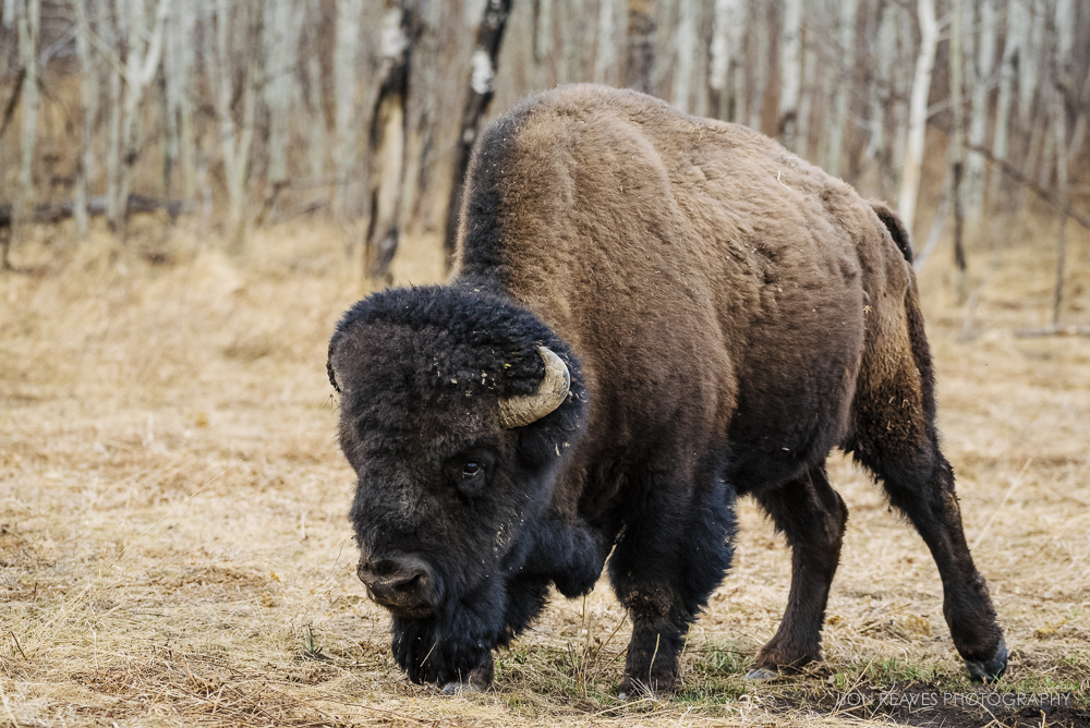 Large bull bison, Elk Island National Park, Canada