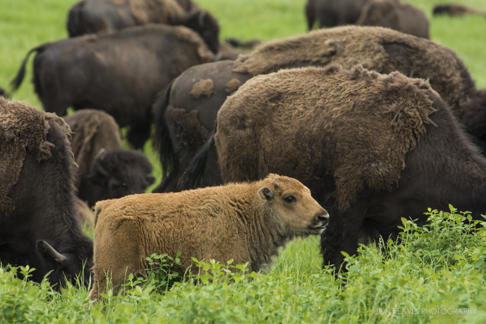Bison calf, Elk Island National Park, Canada