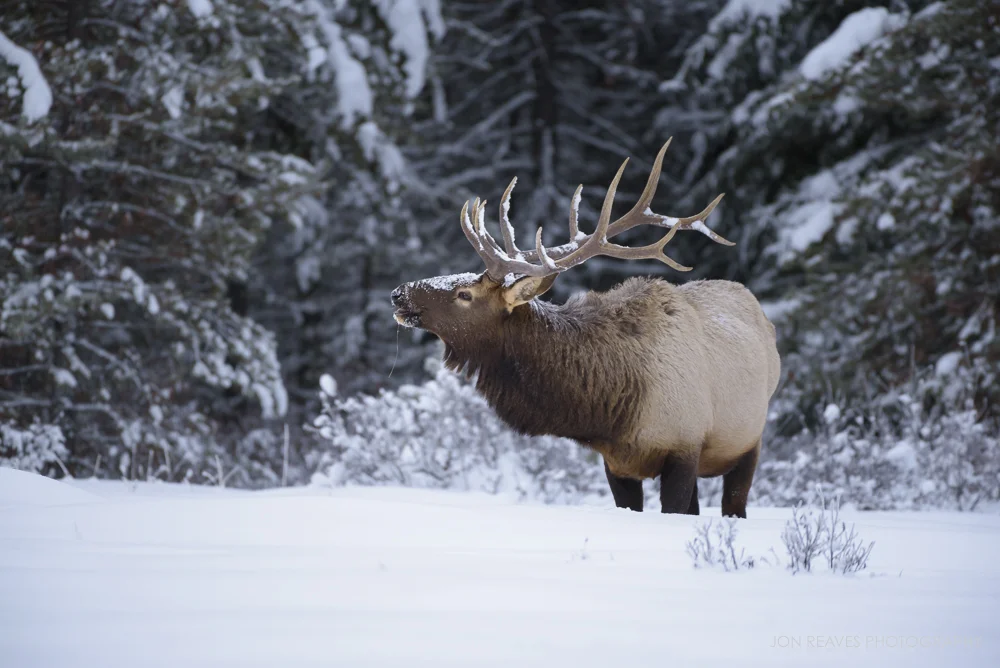 Elk in deep snow, Bow Valley Parkway