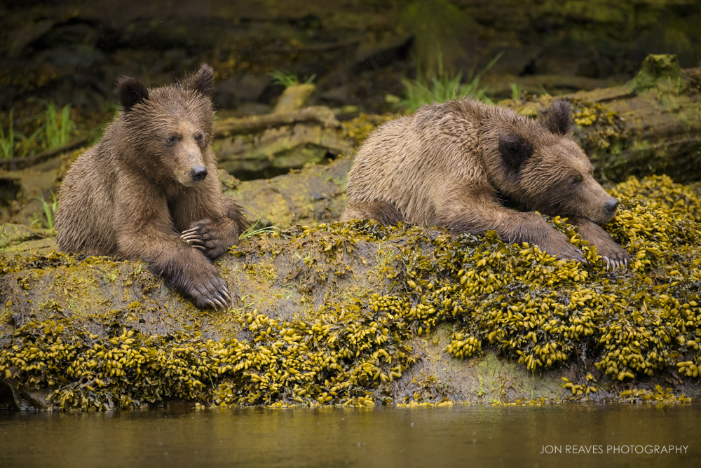 Grizzly bear cubs, Khutzeymateen Inlet, British Columbia, Spring 2018