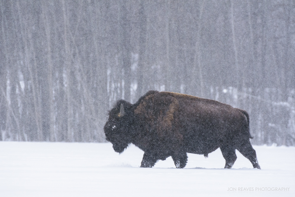 Bison in a blizzard, Elk Island National Park, Alberta, Winter 2018
