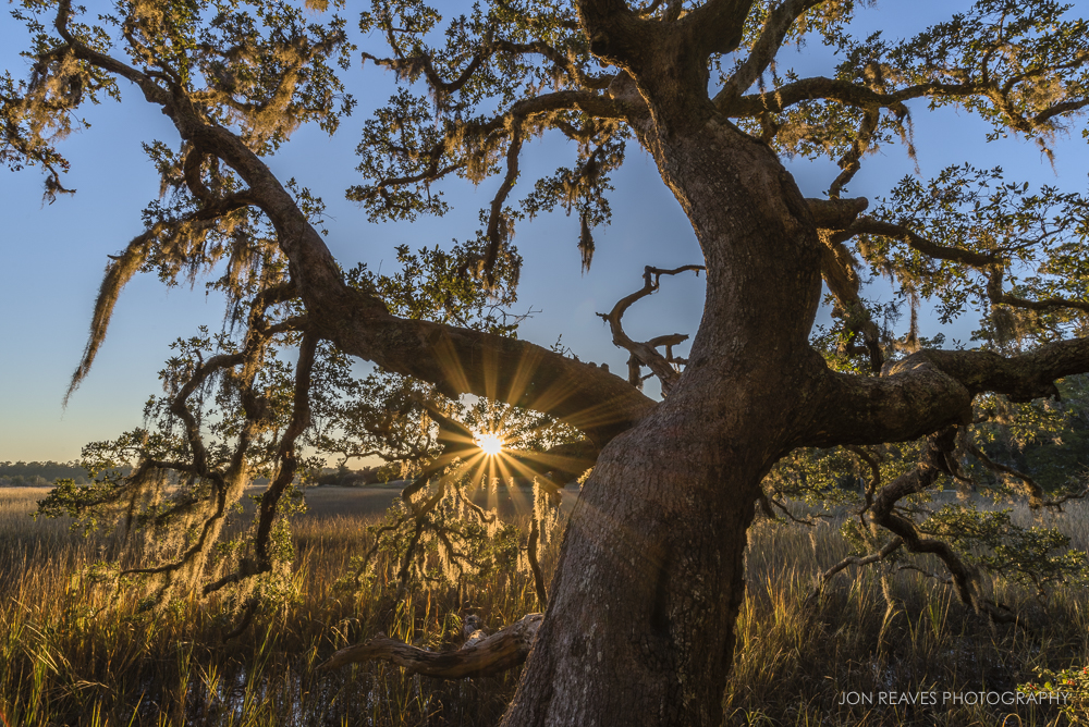 Oak and Marsh, Little River, South Carolina, Fall 2018
