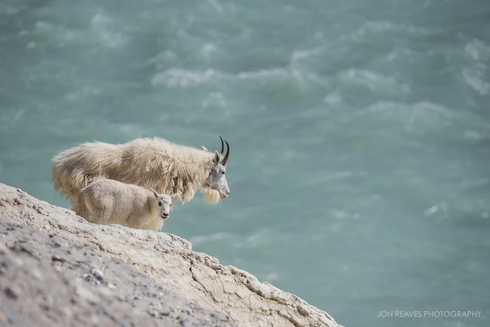 Mountain goat nanny and kid looking over the Athabasca River, Jasper National Park (Nikon D7200, 200-500mm f5.6 VR, 500mm, f.8, 1/2500 sec, ISO 500)