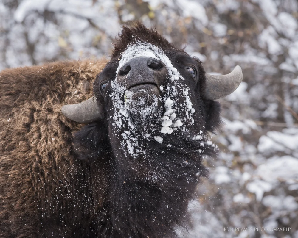 Bison shaking off snow, Elk Island National Park (Nikon D750, 200-500mm f5.6 VR, 290mm, f8, 1/400 sec, ISO 800)