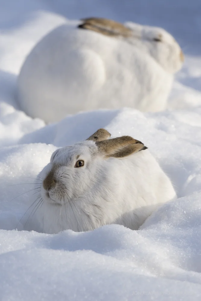 White-tailed Jackrabbits, Alberta, Canada (Nikon D7200, 200-500mm f5.6 VR, 290mm, f7.1, 1/1600 sec, ISO 400)