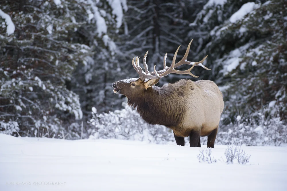Elk in snow, Banff National Park (Nikon D750, 200-500mm f5.6 VR, 500mm, f5.6, 1/800 sec, ISO 1800)