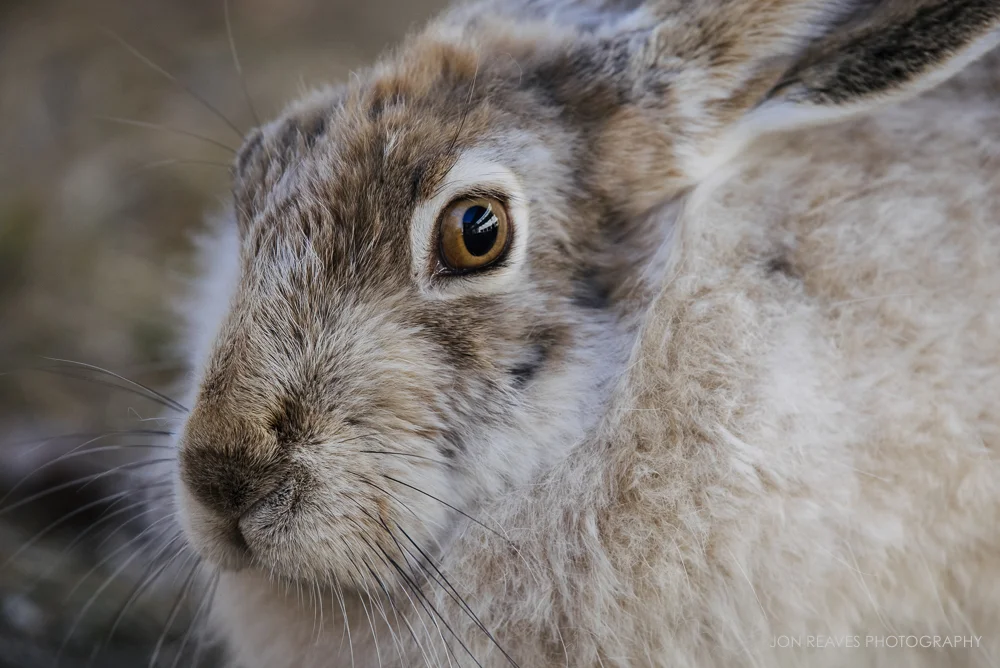 White-tailed Jackrabbit in spring, Edmonton, Alberta, Canada (Nikon D750, Nikon 200-500mm f5.6 VR , 500mm, f/5.6, 1/1000 sec, ISO 1600)