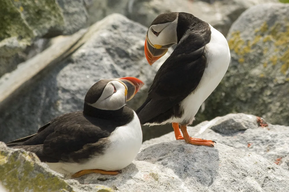 Atlantic Puffins, Machias Seal Island, New Brunswick, Canada, 2011 (Canon EOS 30D, Canon 70-300mm IS)