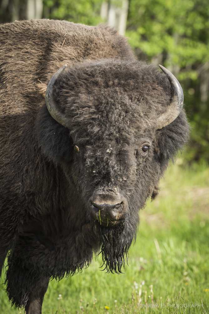 Elk Island National Park