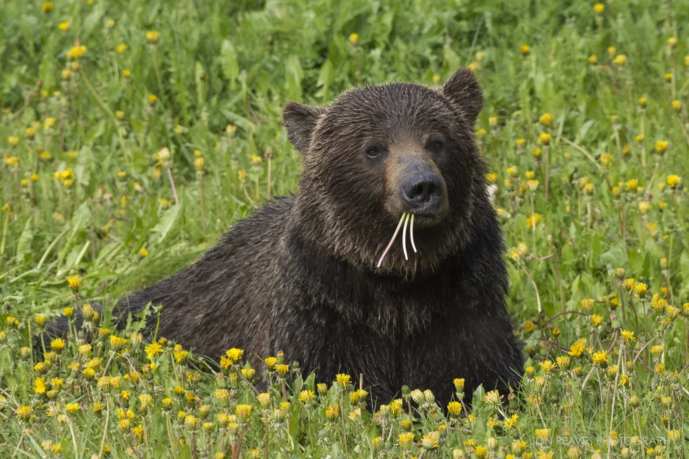 Grizzly bear feeding on dandelions, Spray Valley Provincial Park, Alberta
