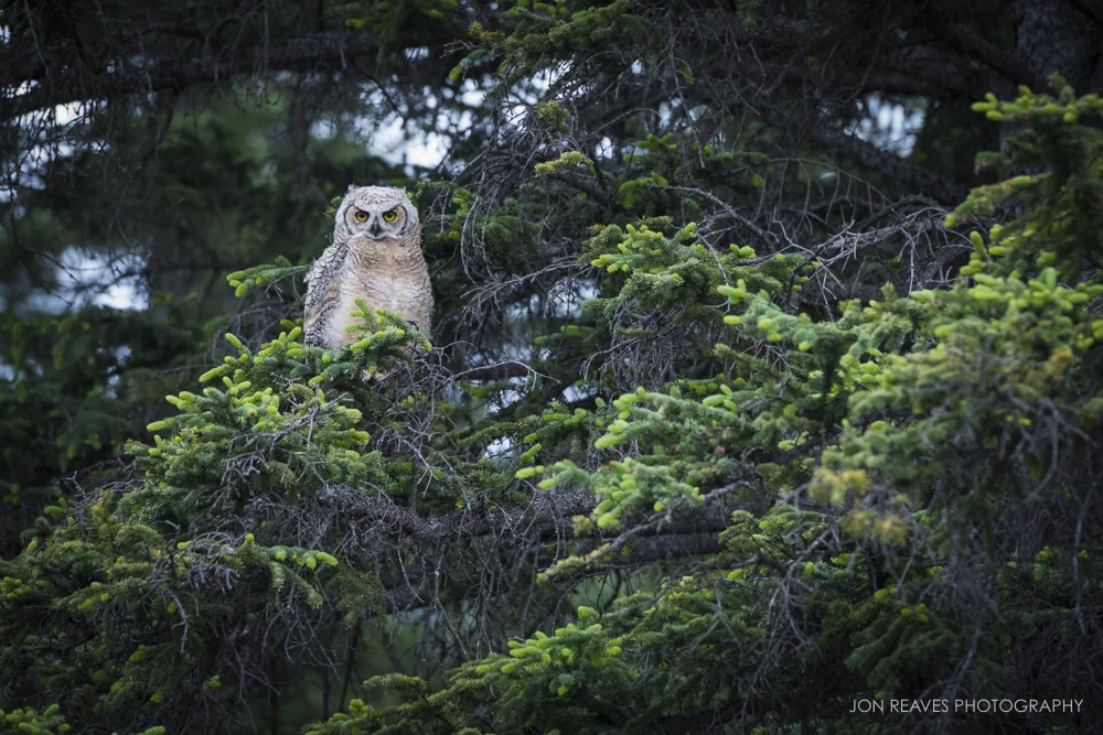 Fledgling Great-Horned Owl, Canmore, Alberta