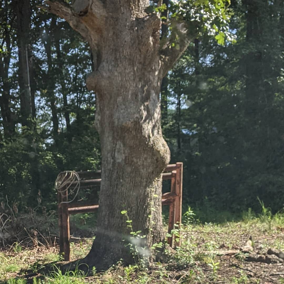 Headed home after a wonderful weekend with friends and away from screens. Enjoy this tree's badonkadonk.