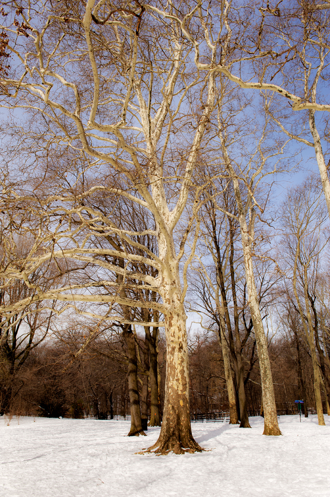 Prospect Park in Snow_096A.jpg