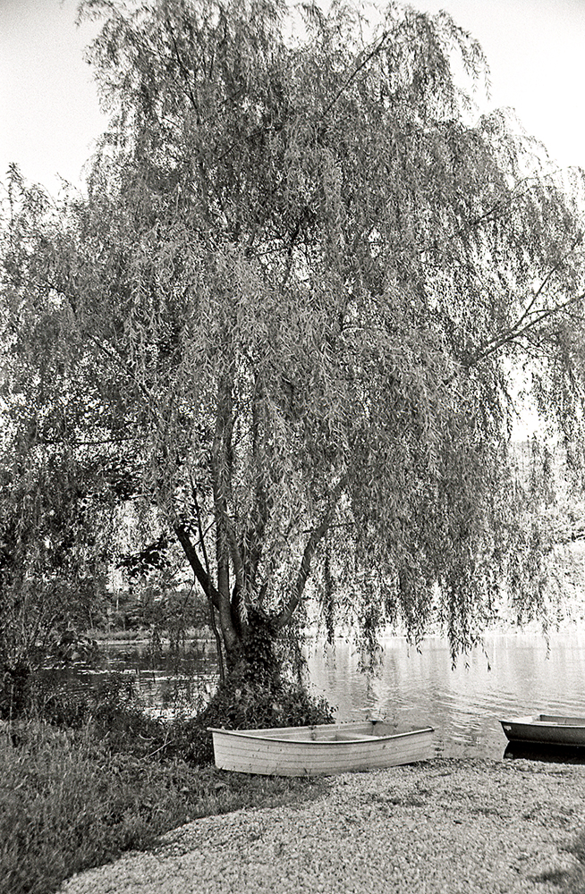 Willow tree at Lake Celeste copy.jpg