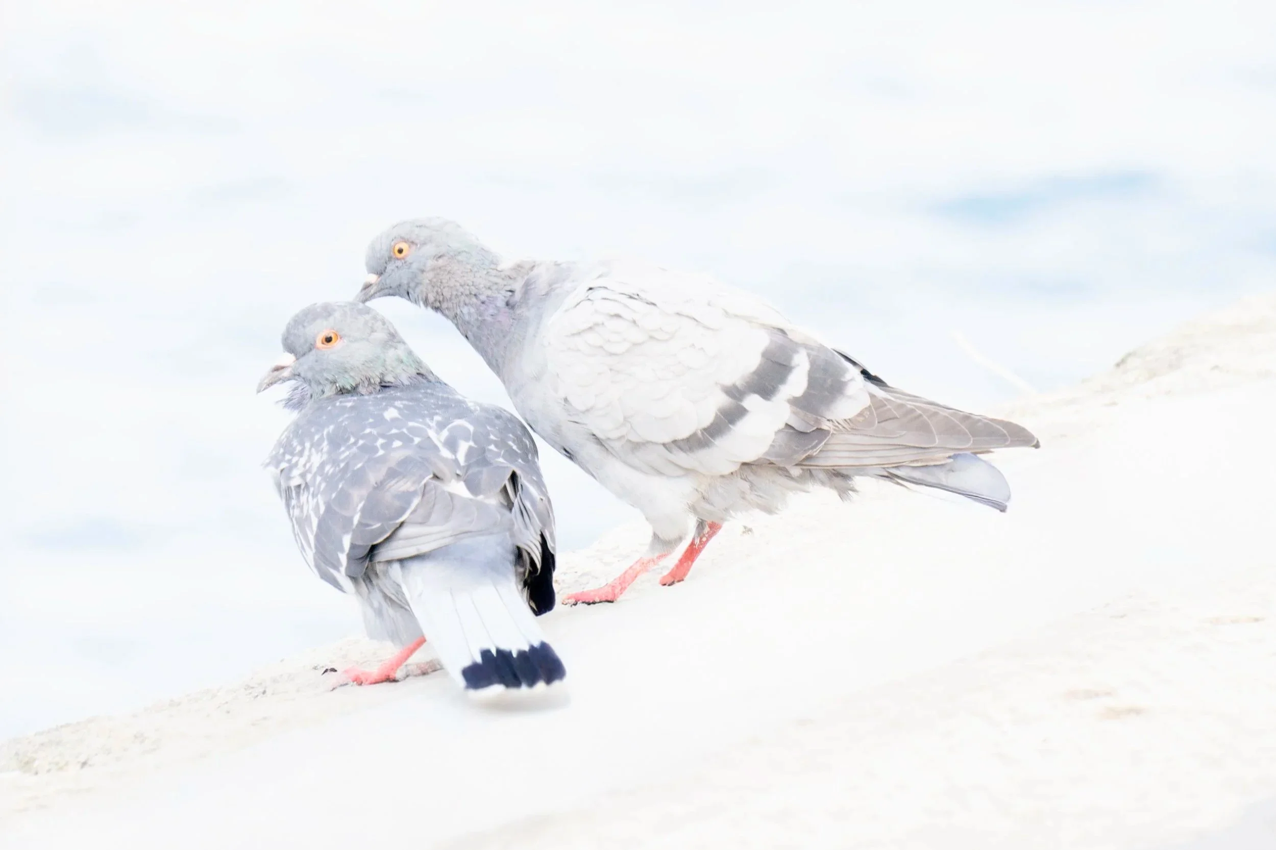 Light+on+White+pigeons+copy.jpg