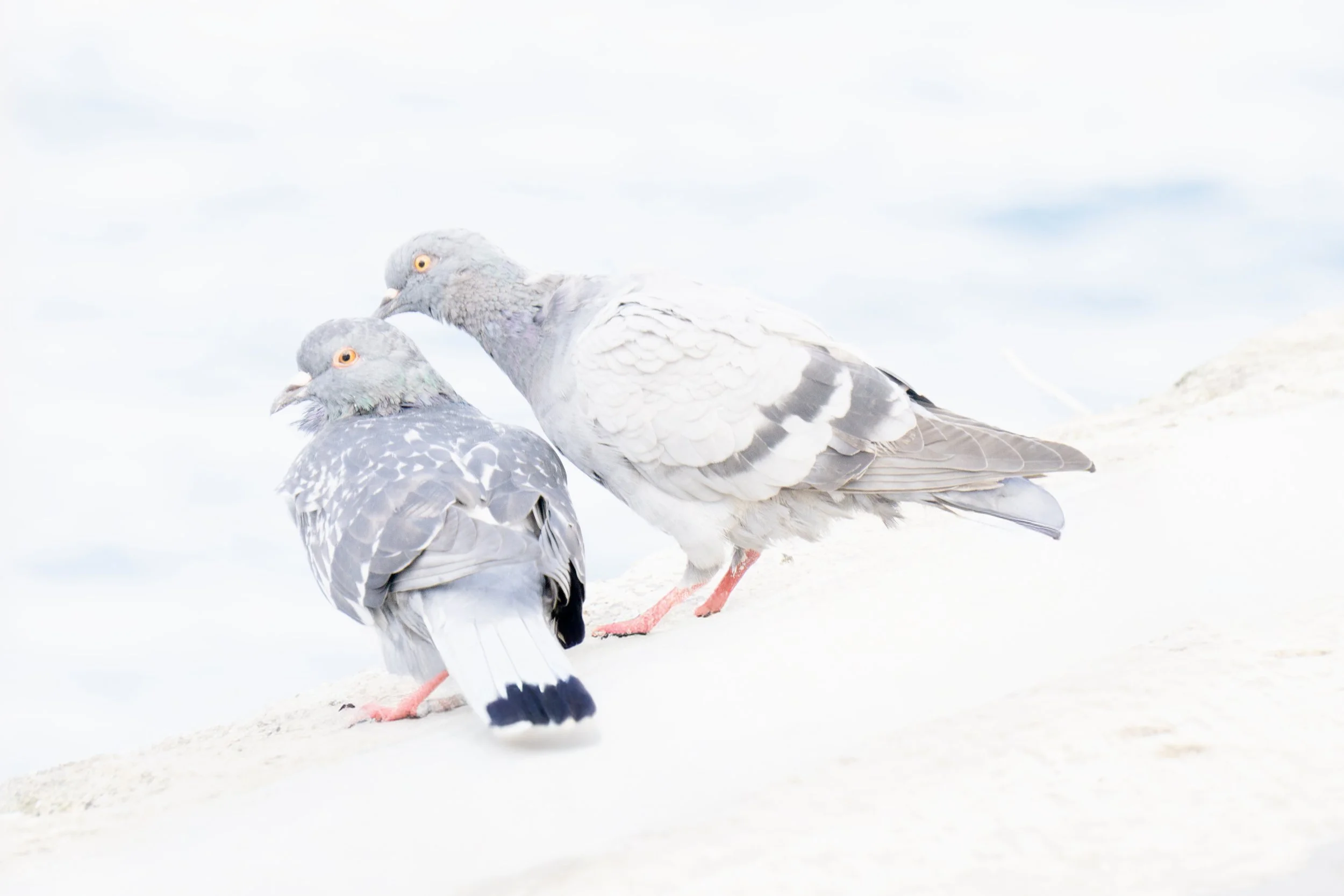 Light on White pigeons copy.jpg