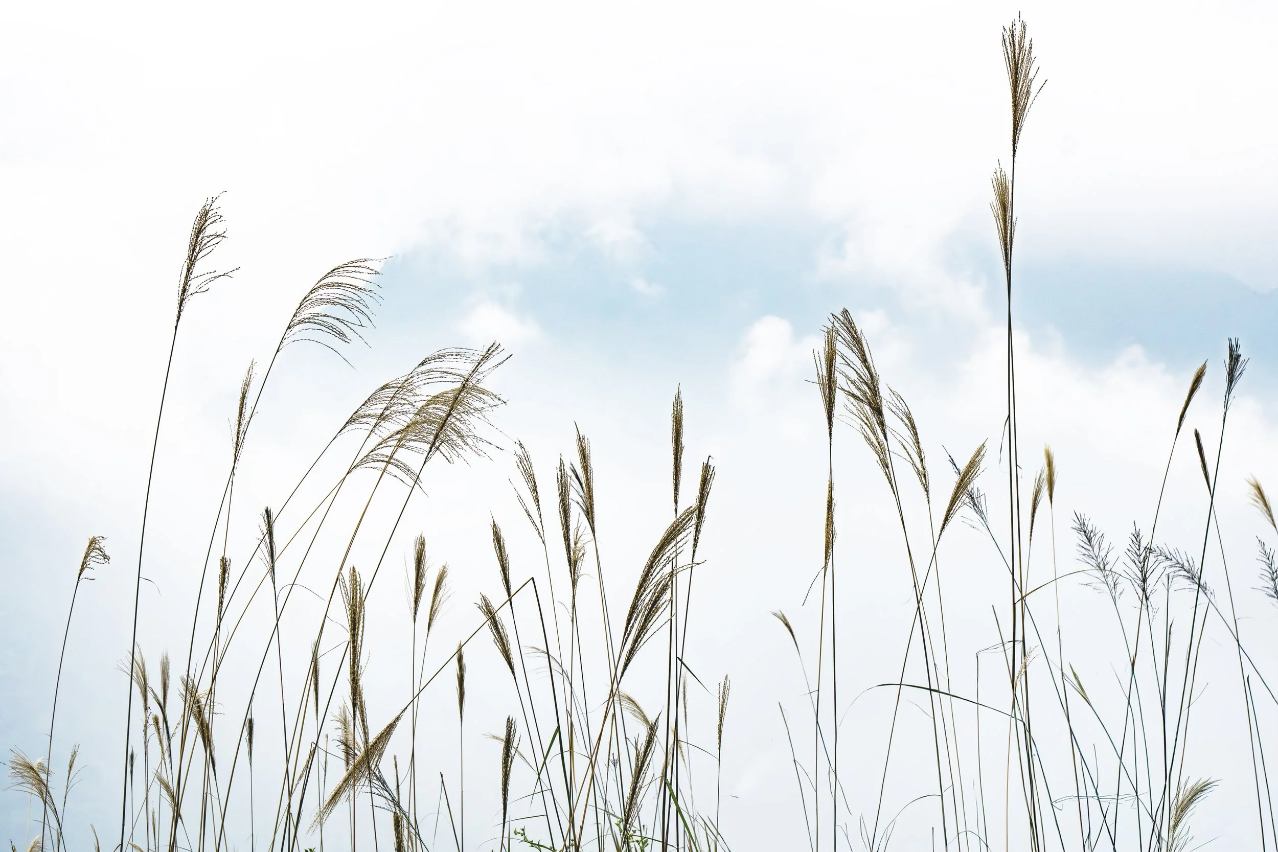 Light on White wheat copy.jpg